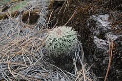 Attēlu rezultāti vaicājumam “Conardia compacta”