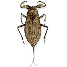 Attēlu rezultāti vaicājumam “Nepa cinerea”