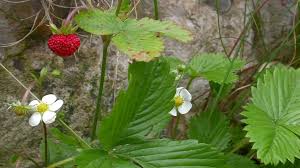 Attēlu rezultāti vaicājumam “Fragaria vesca flower”