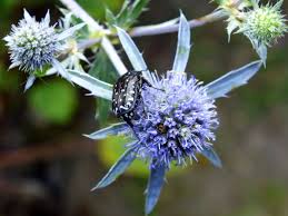 Attēlu rezultāti vaicājumam “Eryngium planum fruit”
