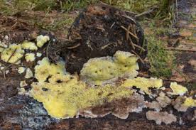 Attēlu rezultāti vaicājumam “Flaviporus citrinellus”