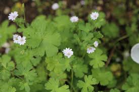 Attēlu rezultāti vaicājumam “Geranium pyrenaicum flower”