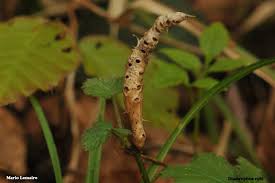 Attēlu rezultāti vaicājumam “Diastrophus rubi”