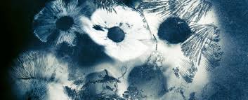 Attēlu rezultāti vaicājumam “Dianema depressum spores”