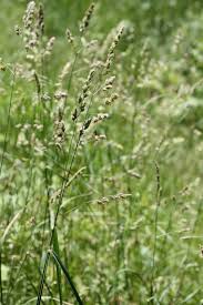 Attēlu rezultāti vaicājumam “Dactylis glomerata subsp. glomerata”