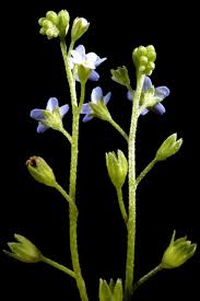 Attēlu rezultāti vaicājumam “Myosotis laxa subsp. baltica”