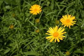 Image result for Buphthalmum salicifolium