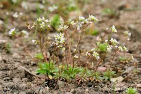 Attēlu rezultāti vaicājumam “Erophila verna”