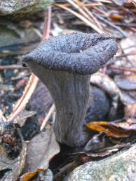 Attēlu rezultāti vaicājumam “Cratarellus cornucopioides”