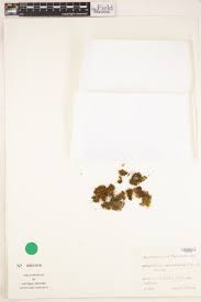 Attēlu rezultāti vaicājumam “Serpoleskea confervoides”