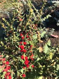 Image result for chenopodium foliosum