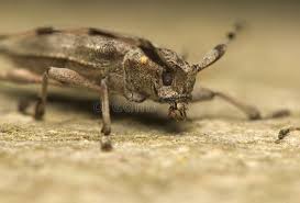 Attēlu rezultāti vaicājumam “Acanthocinus aedilis”