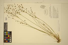 Attēlu rezultāti vaicājumam “Juncus alpinoarticulatus leaf”