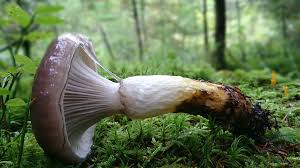 Image result for GemüseeuleGrüßle