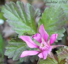 Attēlu rezultāti vaicājumam “Rubus arcticus flower”