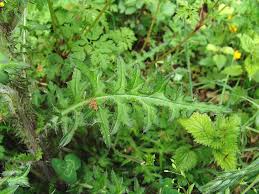 Attēlu rezultāti vaicājumam “Cirsium palustre”