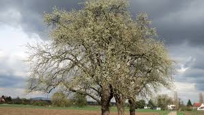 Attēlu rezultāti vaicājumam “Pyrus”