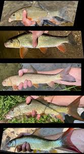 Image result for Moxostoma hubbsi