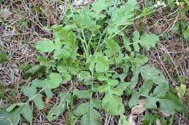 Attēlu rezultāti vaicājumam “Raphanus raphanistrum fruit”