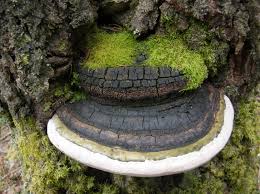 Attēlu rezultāti vaicājumam “Phellinus populicola”