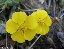 Attēlu rezultāti vaicājumam “Potentilla arenaria flower”