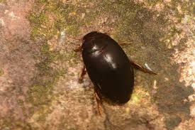 Attēlu rezultāti vaicājumam “Ilybius sp.”