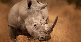 Image result for Rhyl Rhinos