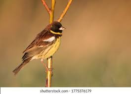 Image result for Emberiza aureola