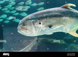 Image result for Caranx hippos