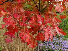 Attēlu rezultāti vaicājumam “Quercus rubra flower”