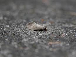 Attēlu rezultāti vaicājumam “Taleporia tubulosa”