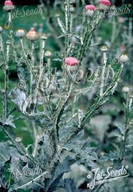 Image result for Onopordum acanthium