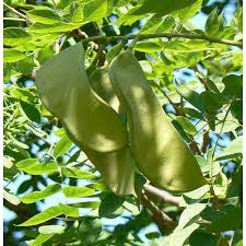 Attēlu rezultāti vaicājumam “Gymnocladus dioicus leaf”