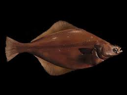 Image result for Parophrys vetulus