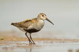 Attēlu rezultāti vaicājumam “Calidris alpina adult”