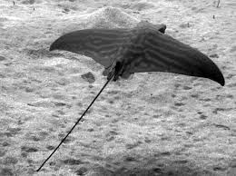 Image result for Aetomylaeus bovinus