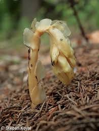 Attēlu rezultāti vaicājumam “Monotropa hypopitys”