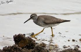 Image result for Tringa brevipes