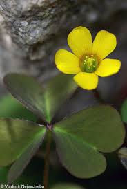Attēlu rezultāti vaicājumam “Oxalis corniculata fruit”