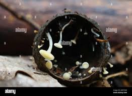 Attēlu rezultāti vaicājumam “Hymenoscyphus fructigenus”