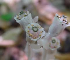 Attēlu rezultāti vaicājumam “Plantago uniflora flower”