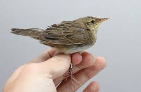 Image result for Locustella lanceolata