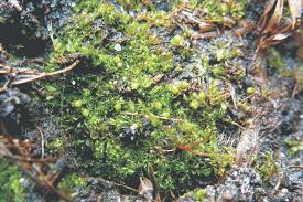 Attēlu rezultāti vaicājumam “Gymnocolea inflata”