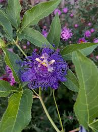 Attēlu rezultāti vaicājumam “Byssocorticium atrovirens”