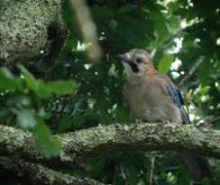Attēlu rezultāti vaicājumam “Garrulus glandarius adult”