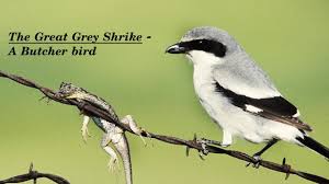 Attēlu rezultāti vaicājumam “Lanius excubitor adult”