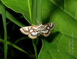 Attēlu rezultāti vaicājumam “Nymphula nitidulata”