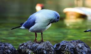 Image result for Chroicocephalus ridibundus