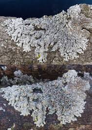 Attēlu rezultāti vaicājumam “Physcia aipolia”