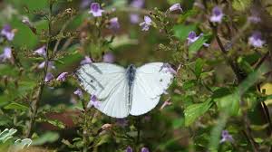 Attēlu rezultāti vaicājumam “Pieris napi male”